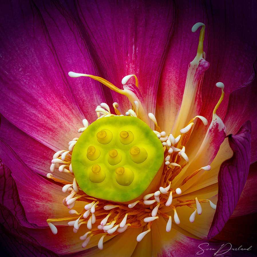 Lotus flower center close-up