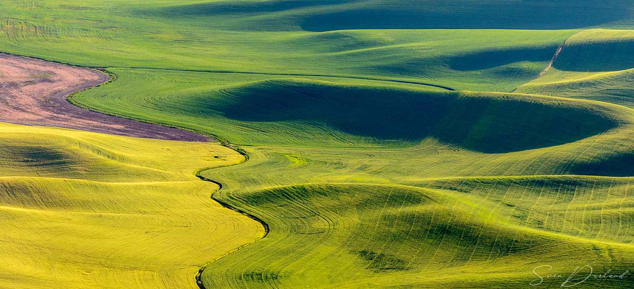 Rolling hills in the Palouse