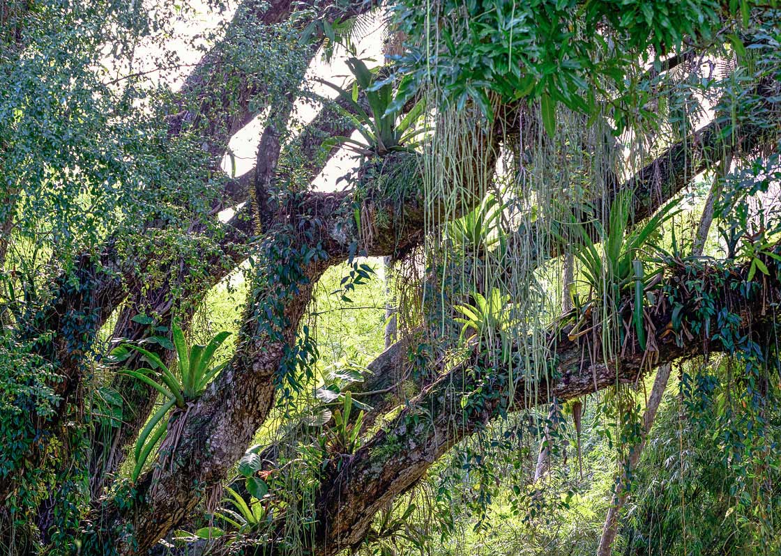 Jardim Botanico park in Rio