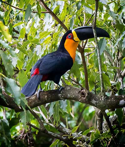 Aerial Toucan bird