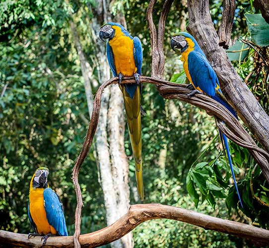 Blue and Yellow Macaws