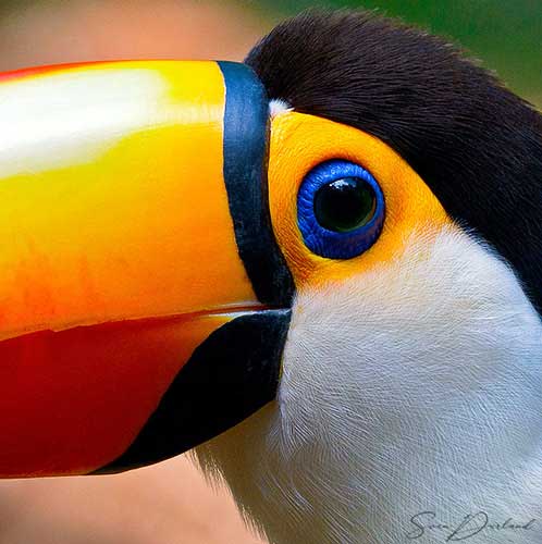 Toco Toucan, close-up