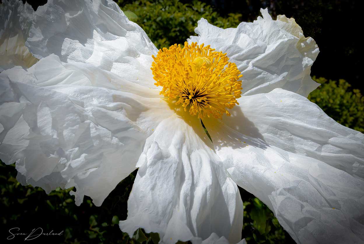 Matilija poppy close-up