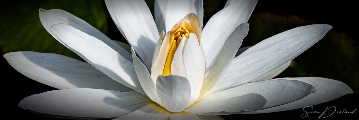 Waterlily close-up