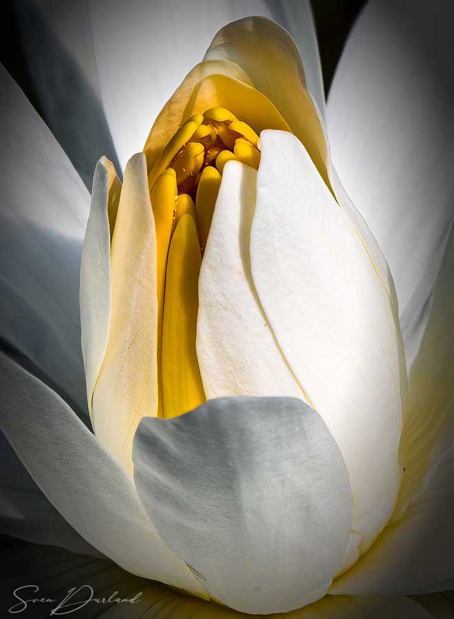 Waterlily bud close-up