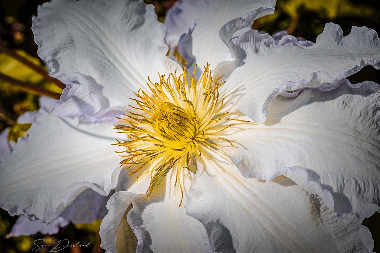 Clematis flower close-up