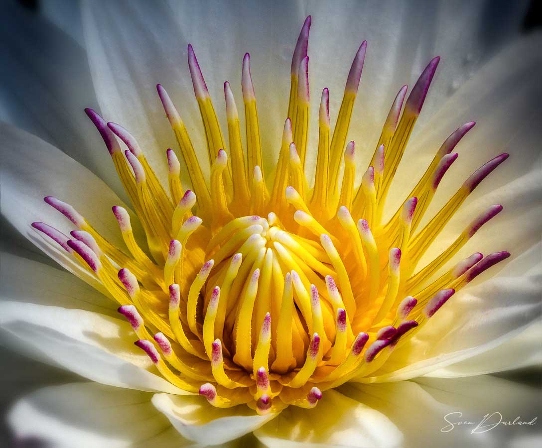 Waterlily flower close-up