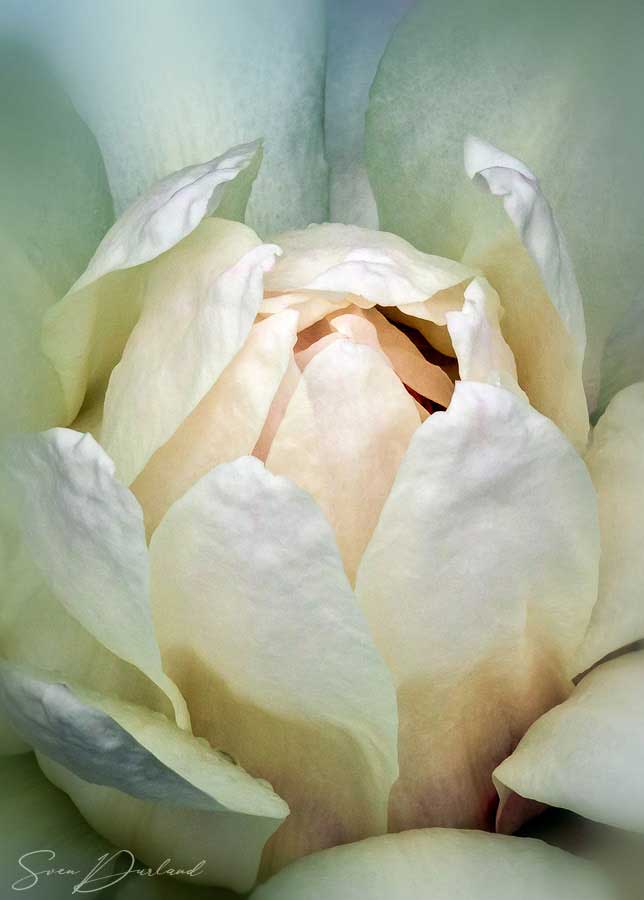 Close-up Victoria lily flower