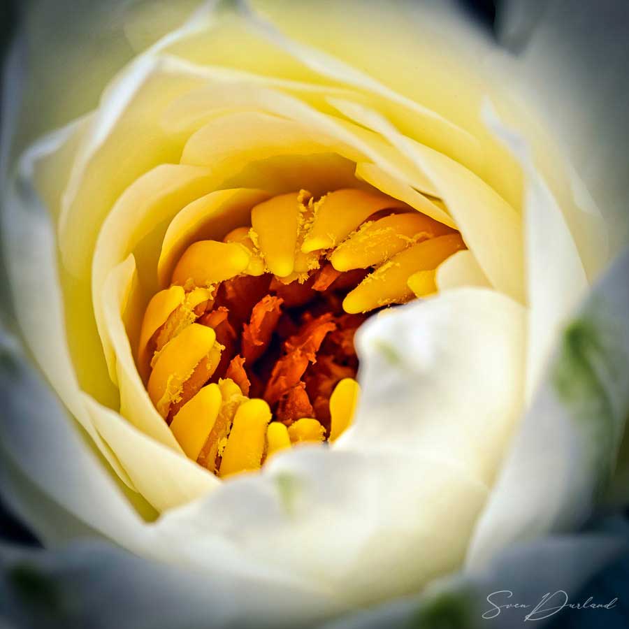 Close-up Water lily bud