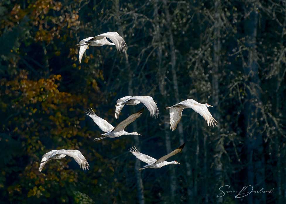 Sandhill cranes in flight