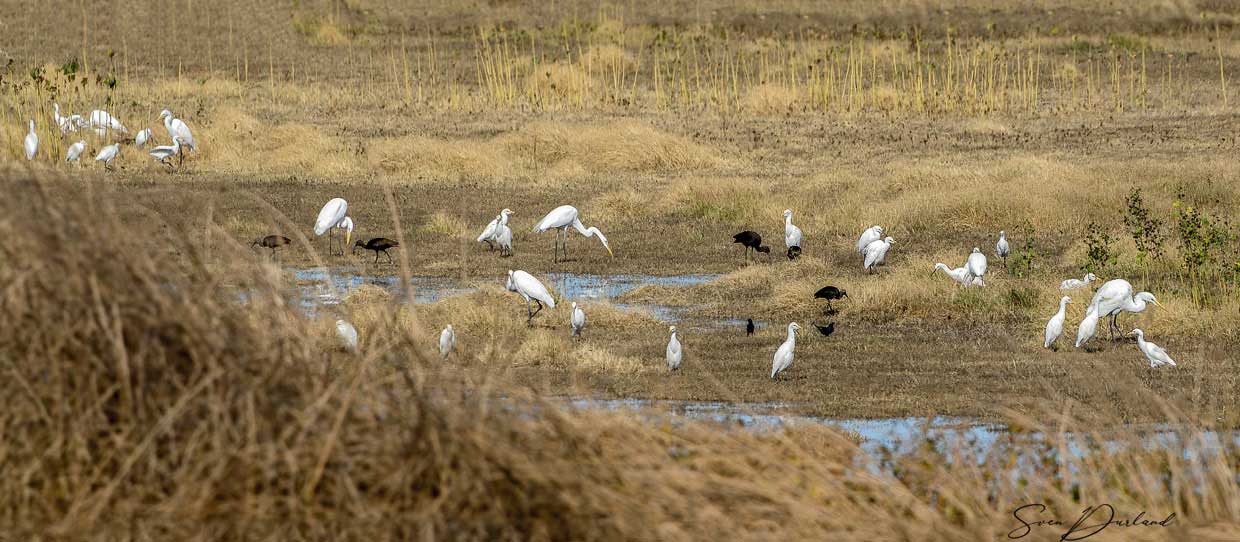 Egret colony, California