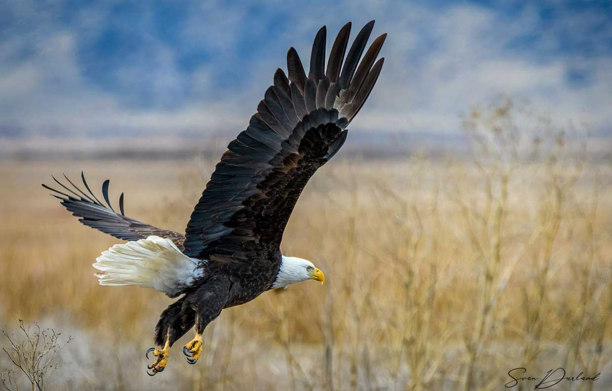 Bald eagle in flight