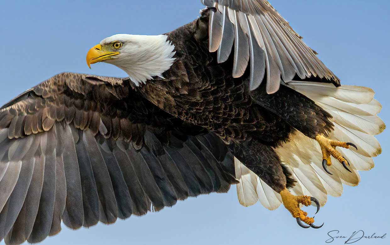 Bald eagle in flight