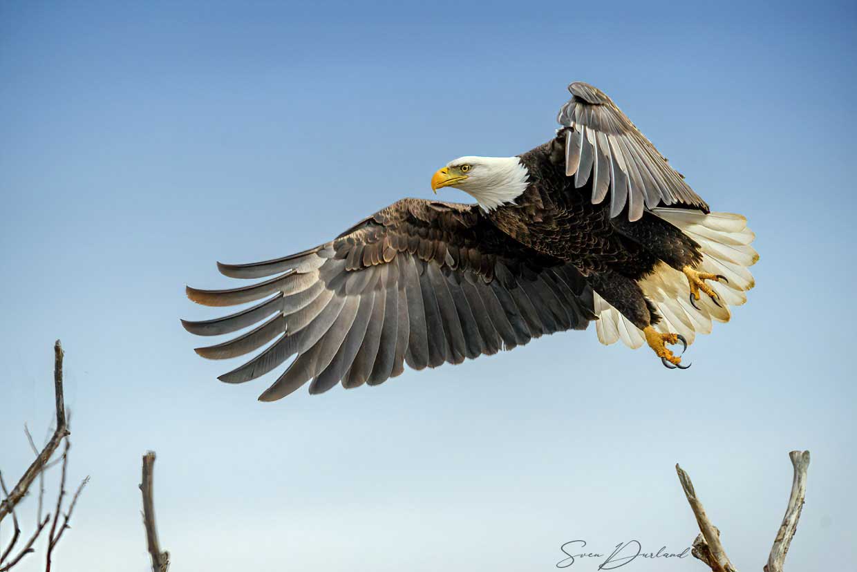 Bald eagle in flight