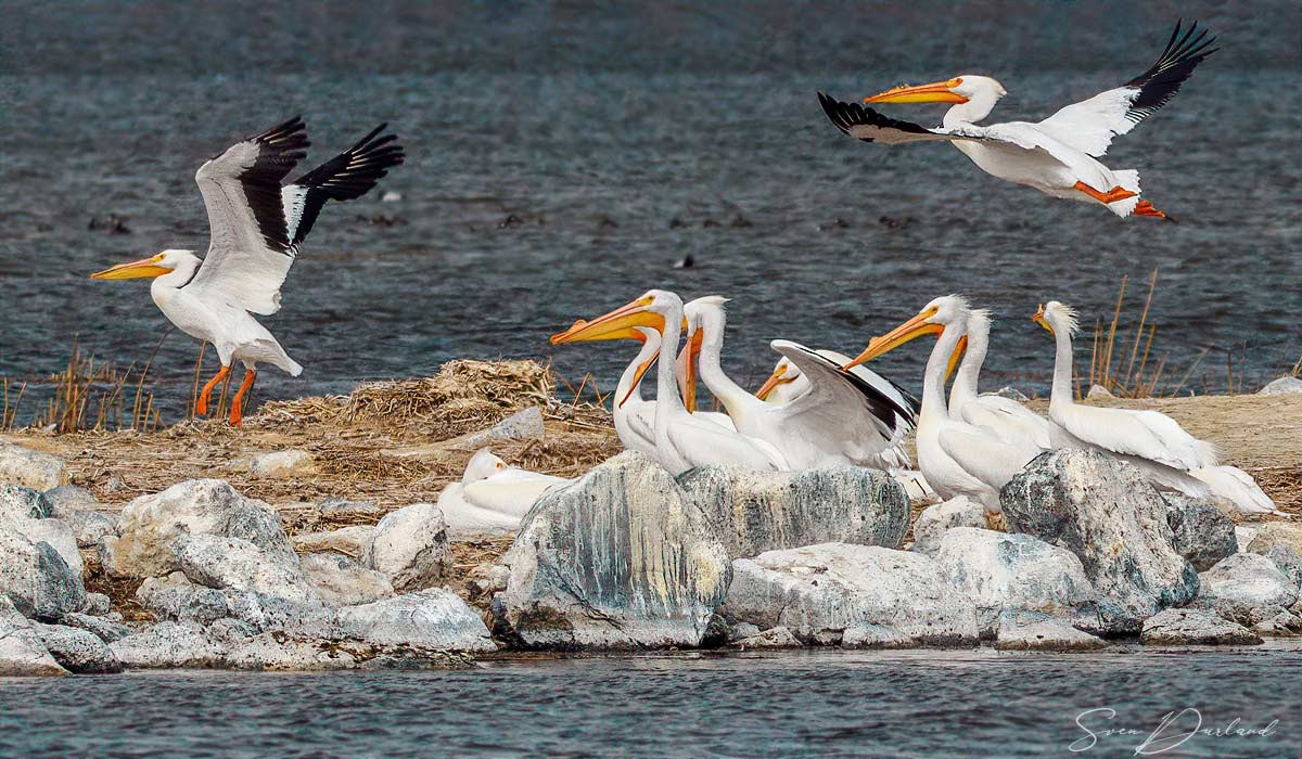 White pelicans