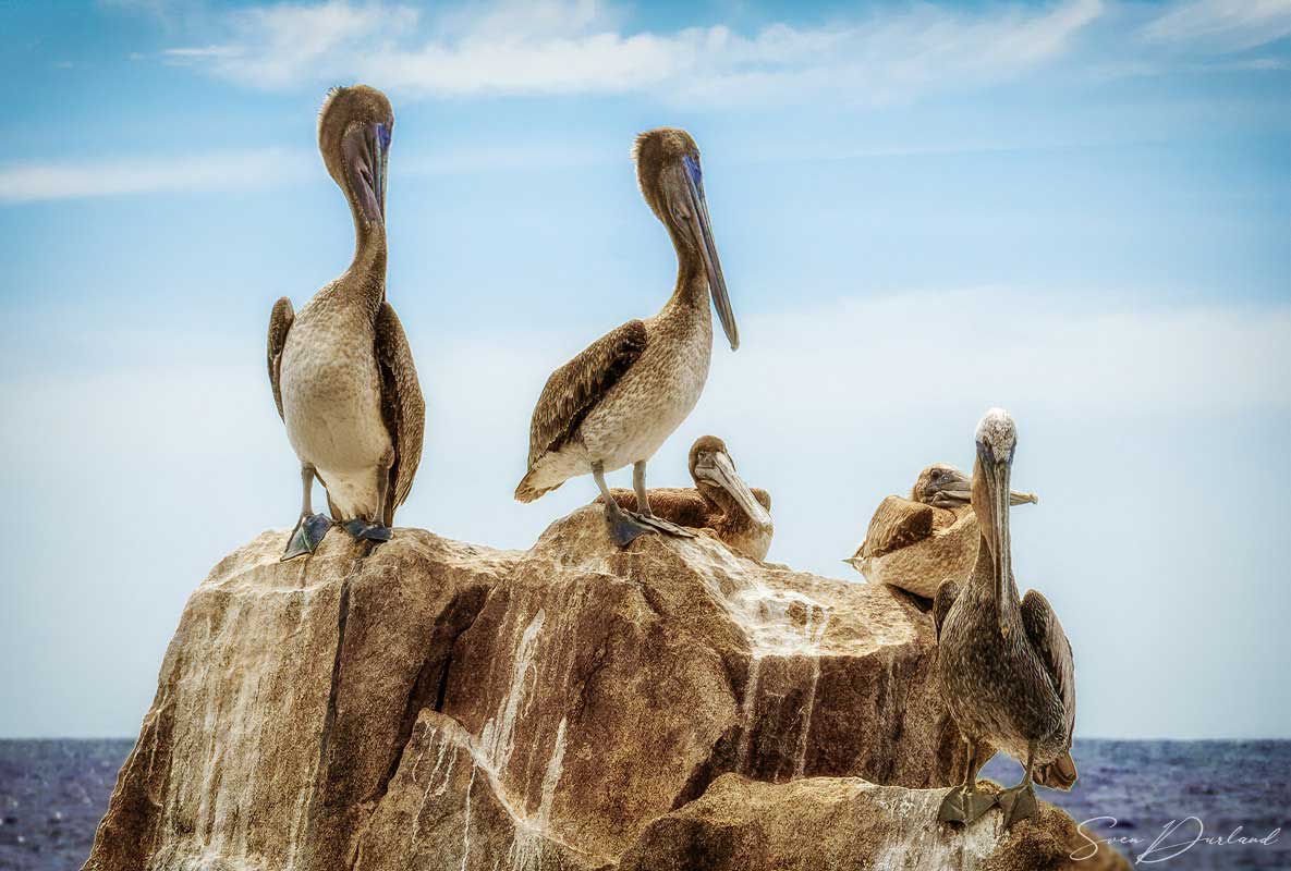 Brown pelicans