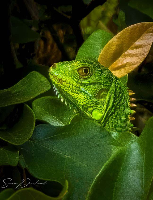 Green Iguana