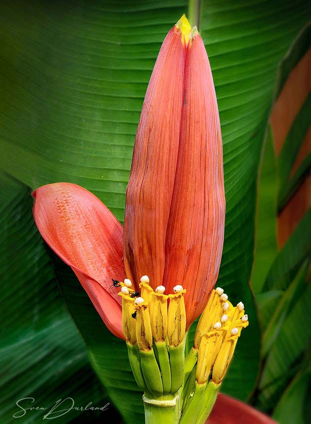 Banana flower