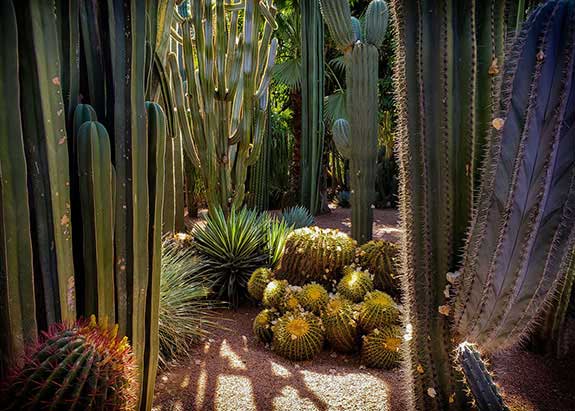 Majorelle Garden