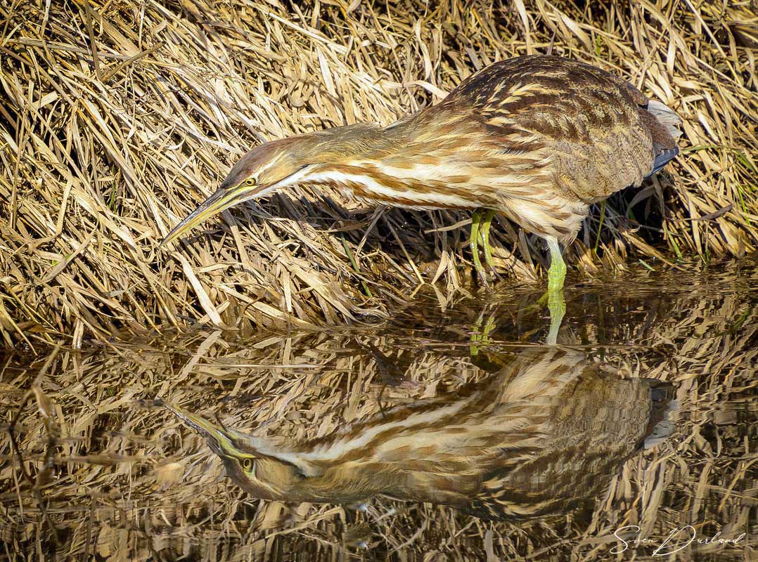 American Bittern