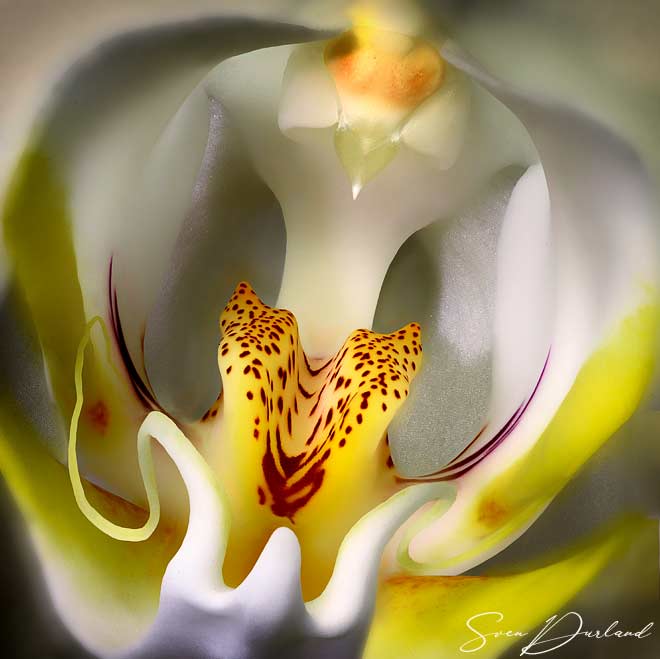 Orchid, close-up