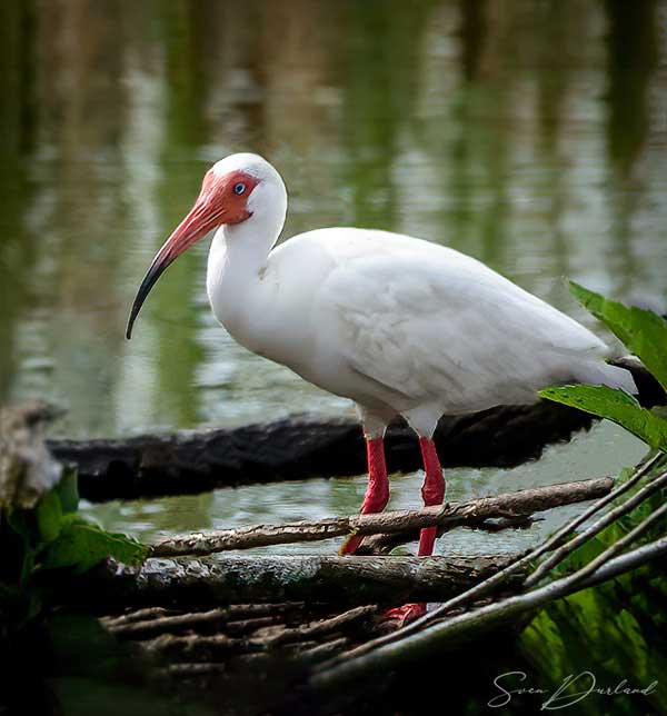 White Ibis