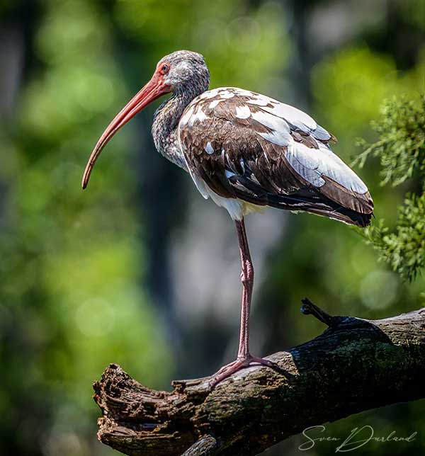 White Ibis, juvenile