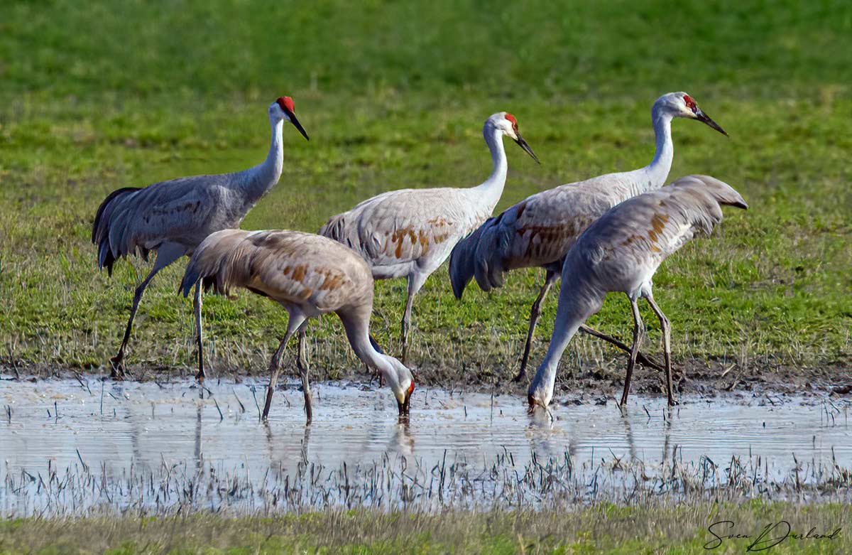 Sandhill Cranes