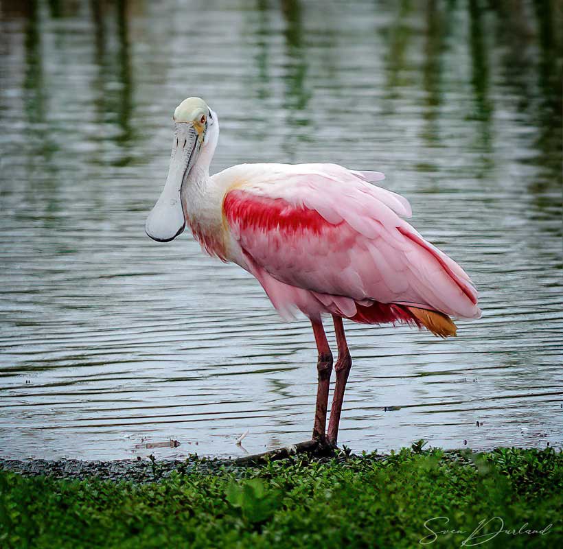 Roseate Spoonbill - male