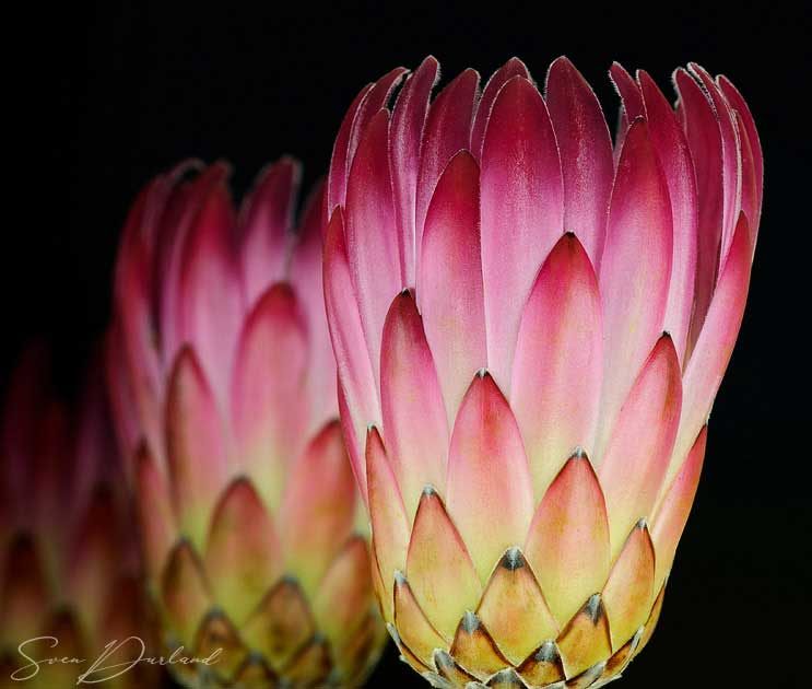 Tropical flowers close-up