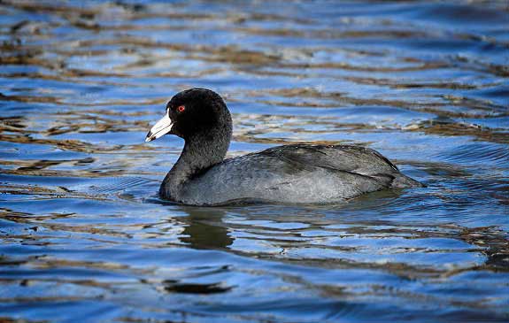 American Coot