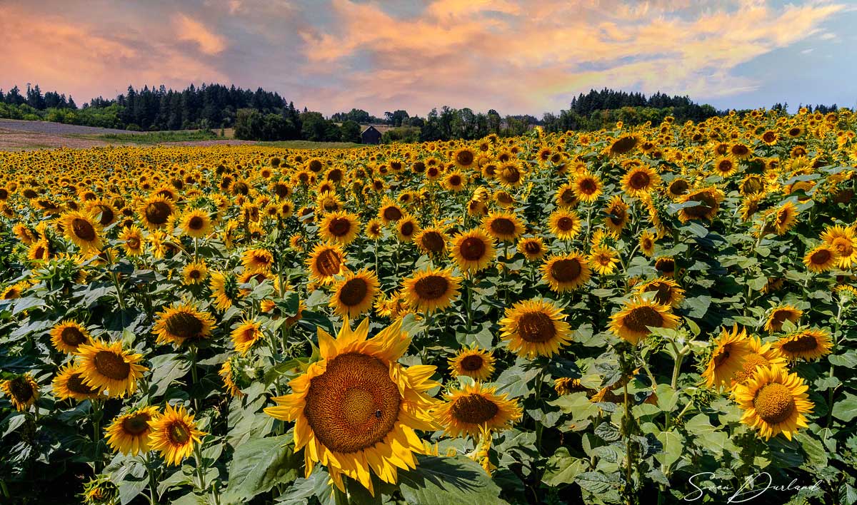 Sunflower field