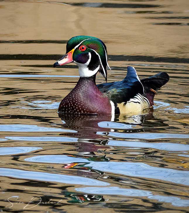 Wood Duck - male