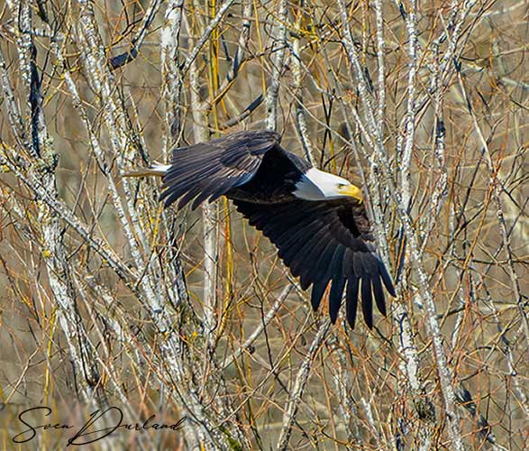 Bald eagle in flight