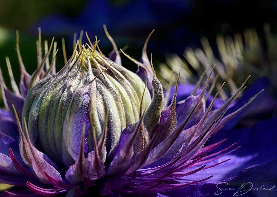 Close-up clematis bud