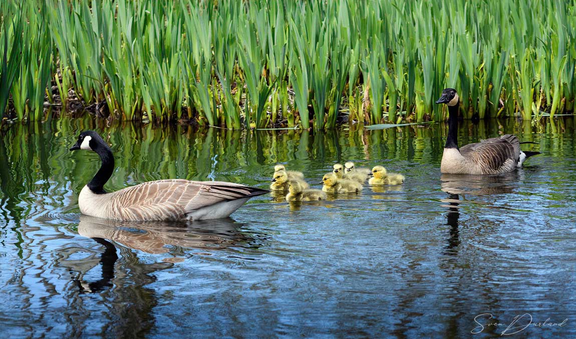 Canada goose family