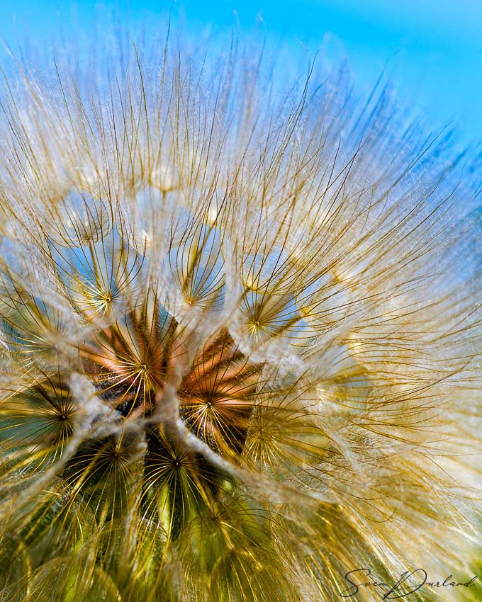 close-up seed ball