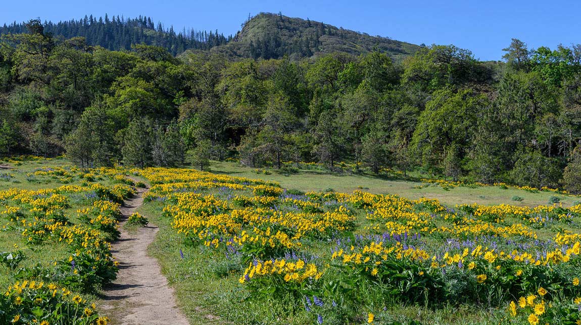 Balsamroot flowers