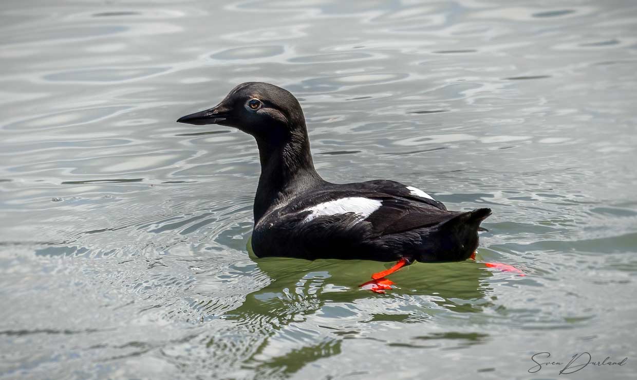 Pigeon Guillemot