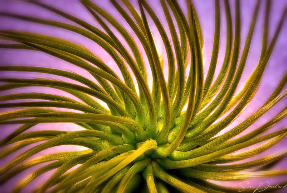 Close-up seed pod