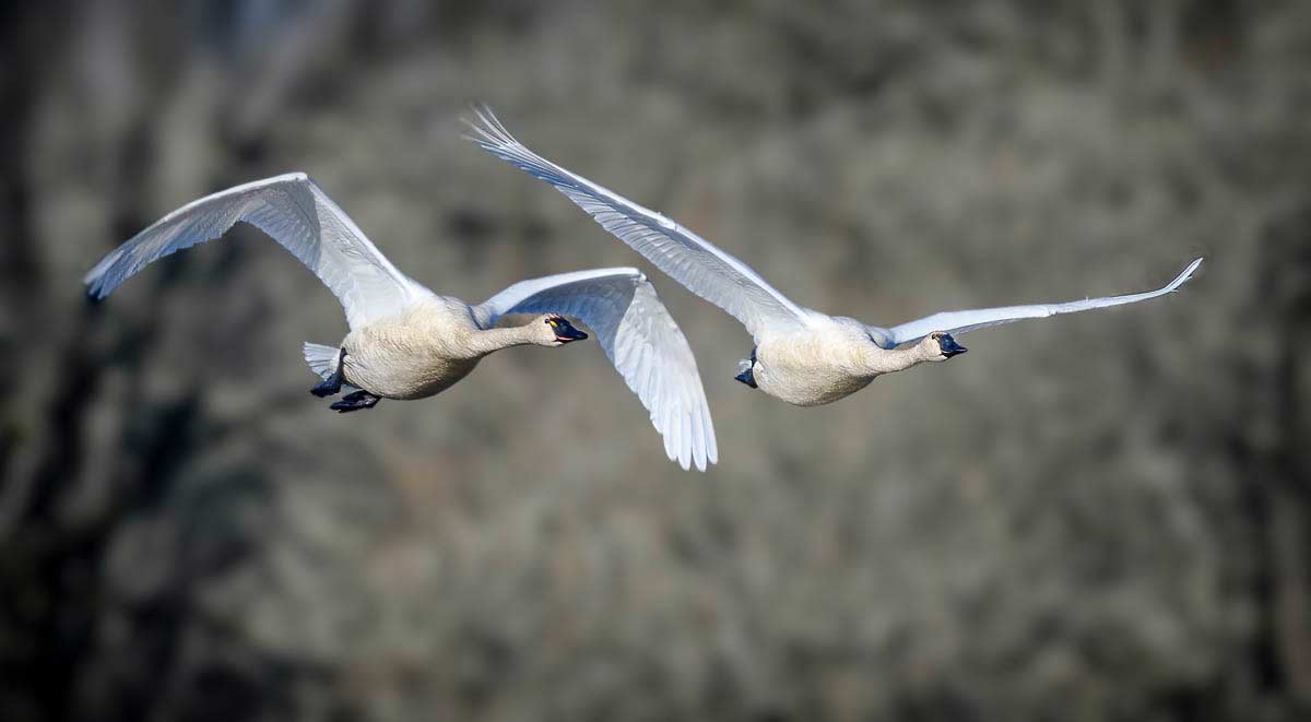 Tundra Swans in flight