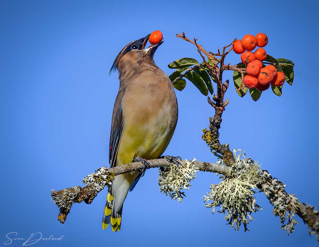 Waxwing