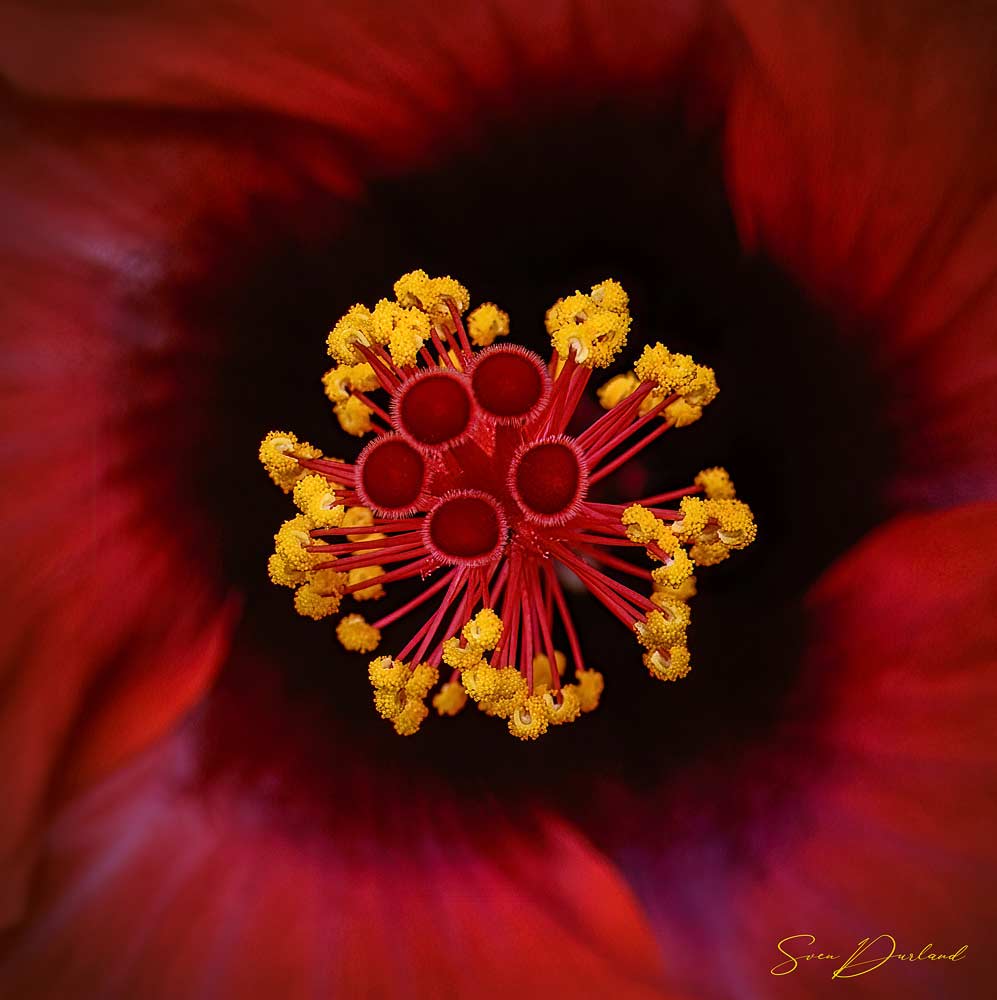 Artistic photo of Hibiscus pistil and stamens