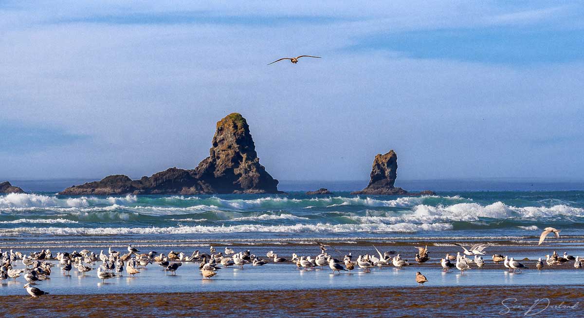 Cannon Beach shore 