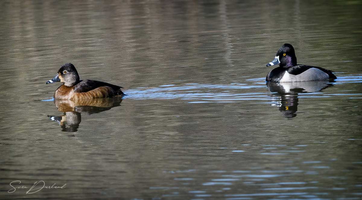 Ring-necked Ducks - couple