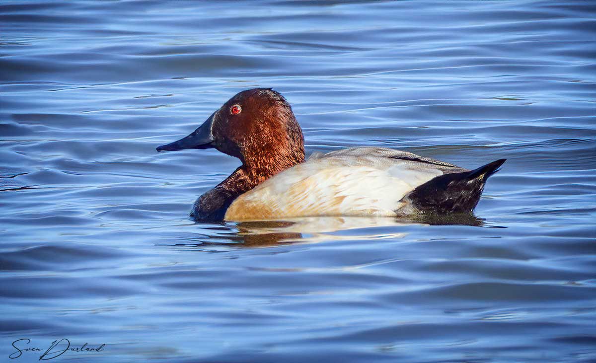 Canvasback - male