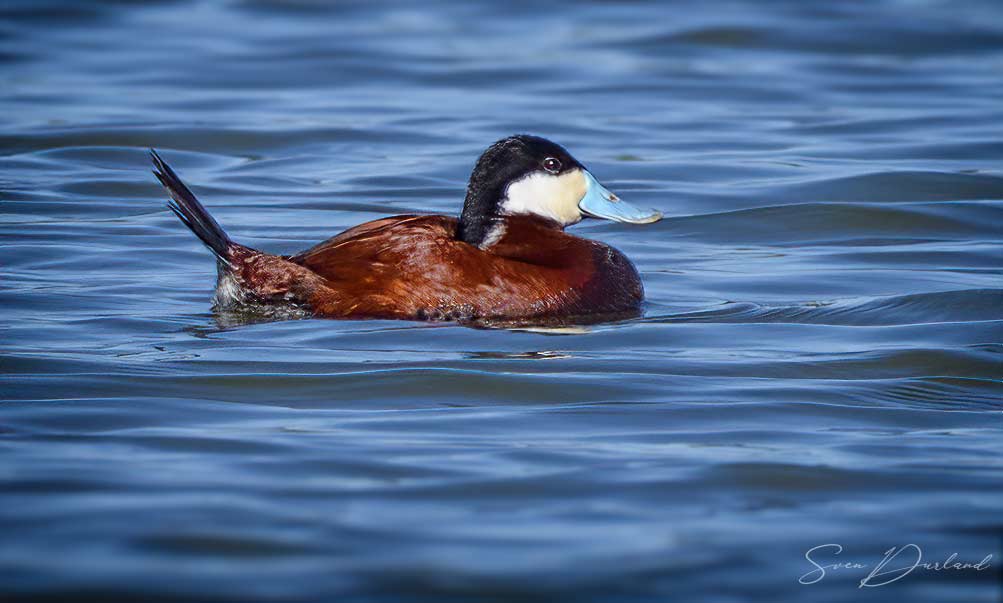 Ruddy Duck male