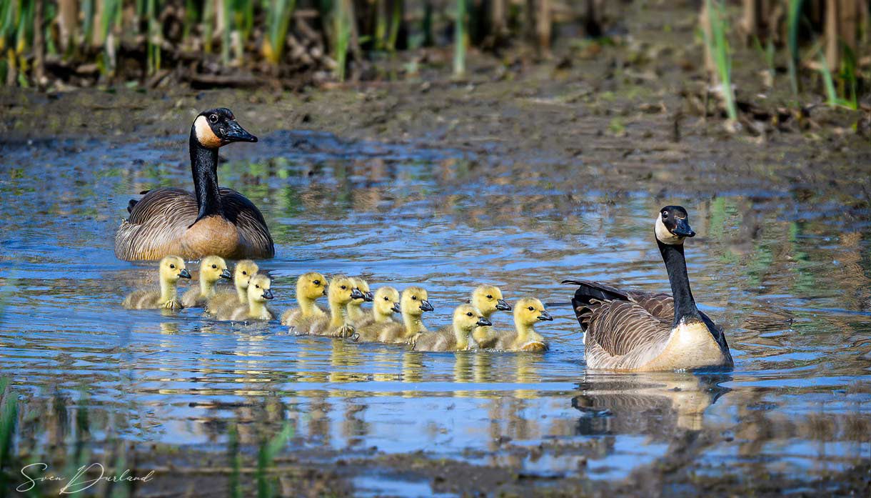 Canada Goose Family