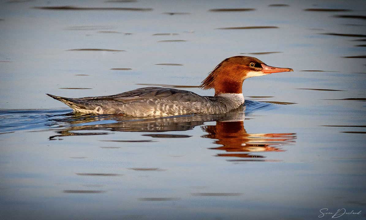 Common Merganser - female