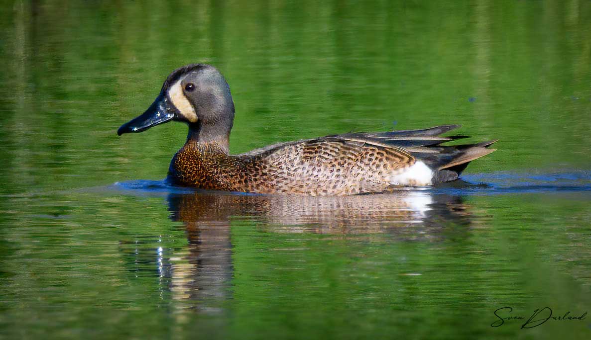 Blue-winged Teal - male